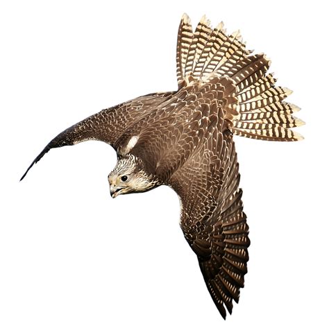 Merak, gambar burung kakak tua, gambar burung lovebird, gambar burung terbang, gambar png: Paling Keren 11+ Gambar Burung Falcon - Gani Gambar