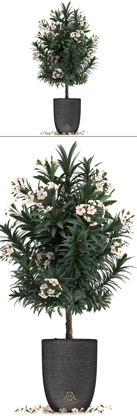 Collection Nerium Oleander 01 3d Model Cgtrader