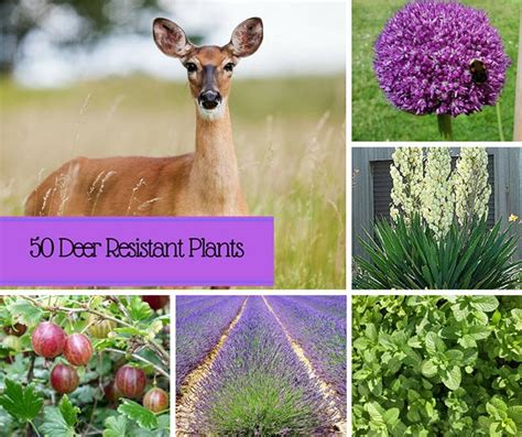 Deer Resistant Plants Home And Gardening Ideas