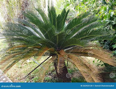 King sago palm tree stock photo. Image of gymnosperms - 262925128