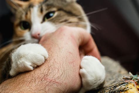 Understanding The Effects Of Cat Scratch Disease In Amesbury Ma