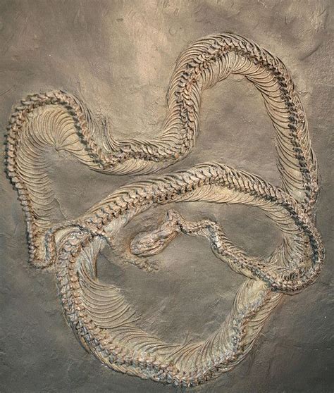 Snake Fossil Eocene 48 Million Years Old Messel Museum Southern