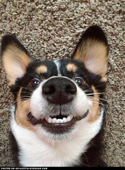Precious Happy Little Dog Face Best Friends Pinterest