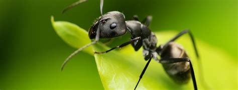 Manchmal sind ameisenbefälle so stark vertreten, dass die lebensqualität im haus oder in der eigenen wohnung sehr eingeschränkt wird. Schädlinge | Ameisen effektiv bekämpfen - Anticimex