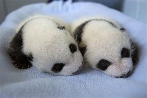 Photos Panda Twin Cubs At Zoo Atlanta Grow Up Baby Panda Bears