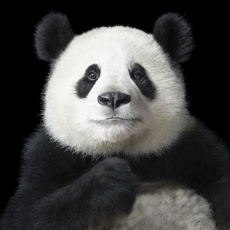 Reportajes Y Fotografías De Osos Panda En National Geographic