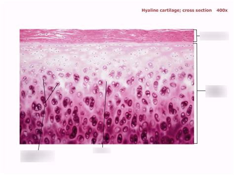 Hyaline Cartilage Cross Section 400x Diagram Quizlet