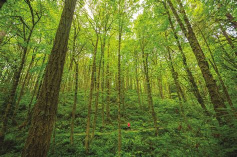 As the lone survivor of a passenger jet crash, you find yourself in a mysterious forest battling to stay alive against a society of cannibalistic mutants. The meaning and symbolism of the word - «Forest»