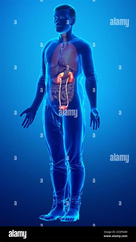 3d Rendered Medically Accurate Illustration Of The Kidneys Stock Photo