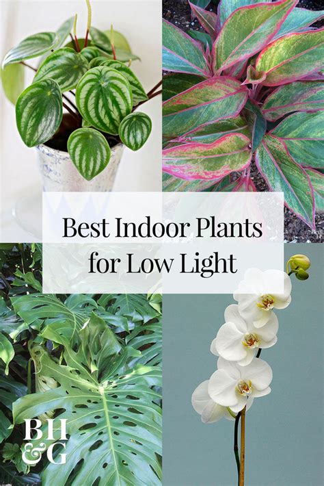 23 Of Our Favorite Low Light Houseplants Easy Care Indoor Plants Low