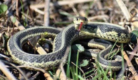 Garter Snakes In Ohio Visit Ohio Today