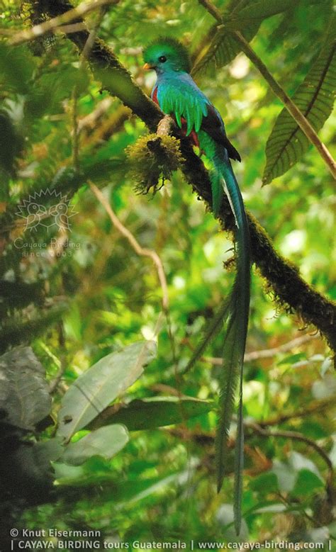 Cayaya Birding Quetzal Tour In Guatemala