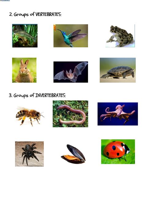 Vertebrates or invertebrates? worksheet