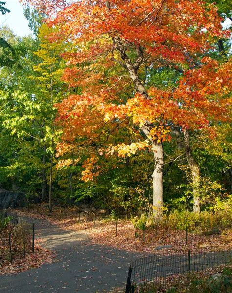 Colorful Fall Tree In Central Park New York City Stock Image Image