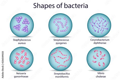 Shapes Of Bacterial Microorganism In Petri Dish Gram Positive And Gram Negtive Bacteria Stock