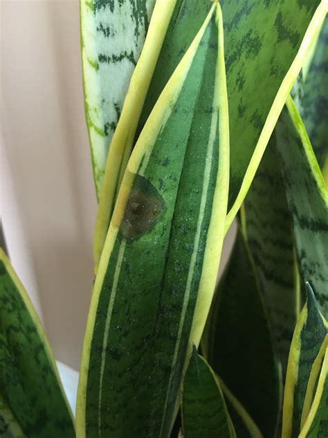 But, the real difference between the snake plant and the other plants is the fact. My snake plant has several brown spots on it. Some have ...
