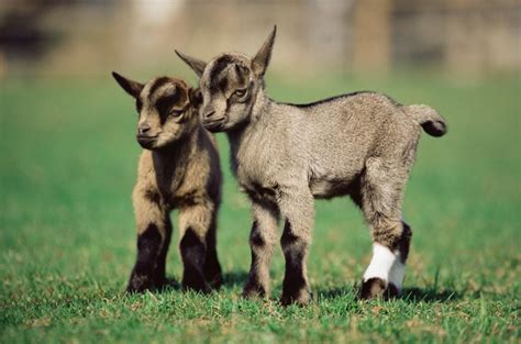 Can Animals Give Birth To Twins