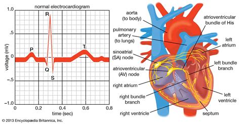 What Is Electrocardiography How To Diagnose