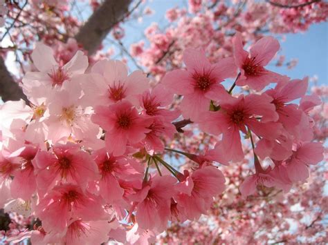 Random Thoughts Memories Of Japan Cherry Blossom Viewing
