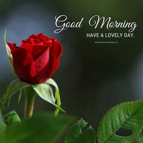 Lovely Good Morning Rose Images With Quotes