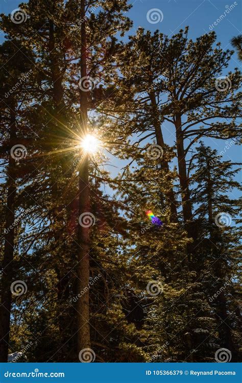 Sunlight Filters Through The Pine Trees Stock Image Image Of Pines