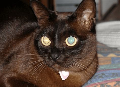 11 Rare Cat Coat Colors (Some Are Freaky!) | Pawsome Kitty