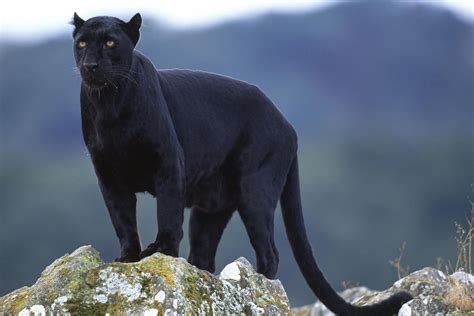 Mountain lions are solitary animals, with the exception of 1 to 6 days of associations during mating and periods of juvenile dependence. Puma+animal - Karma Yoga Shop