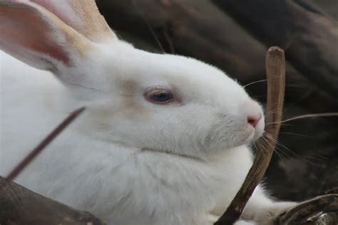 How Much Do 4 H Rabbits Sell For Find Out Now Atractivopets