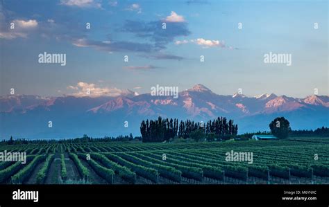 Tupungato Valley Vineyard Hi Res Stock Photography And Images Alamy