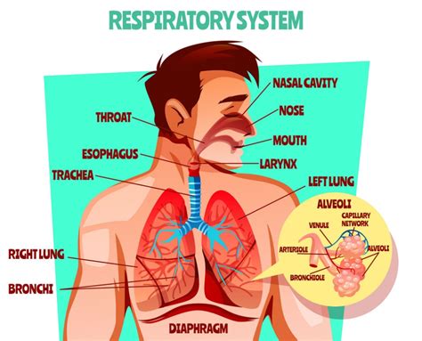 Human Respiratory System Essay