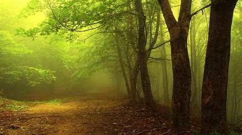 Wallpaper 1920x1080 Px Branch Forest Leaves Mist Morning Nature