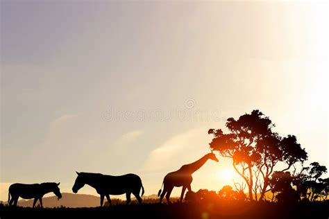 Natural Safari Landscape In Lights Of Sunset Stock Image Image Of