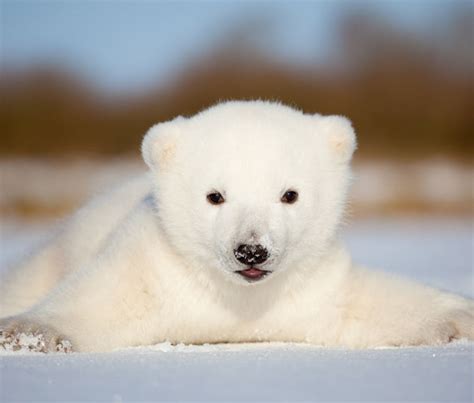 New Photos Capture Siku The Polar Bear Cub Frolicking In