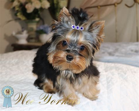 We provide aggregated results from multiple sources and sorted by user interest. Fort Worth TX Teacup Yorkie Puppies for Sale Dallas ...