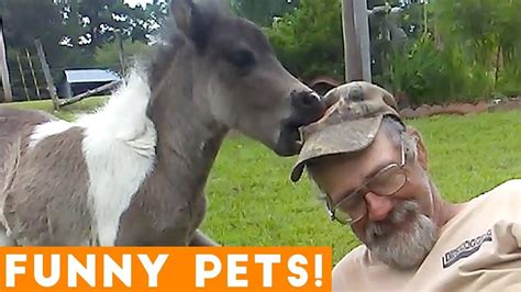 Funniest Pets And Animals Of The Week Compilation July 2018