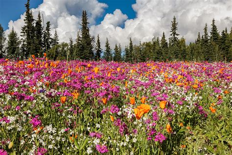 Top 6 Tips Of Wildflower Maintenance The Maintenance Of A Wildflower