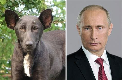 18 Dogs That Look Like Something Else