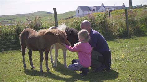 Shetland Ponies From Shetland The Shetland Pony Stud Book Society