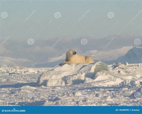 Polar Bear King Of The Arctic Stock Image Image Of Animal White
