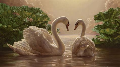 Free Download Swan Lover Animal Lovers Wallpaper 1366x768 For Your