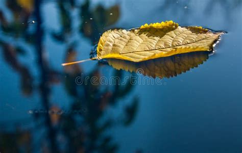 Yellow Leaf Floating In Water Stock Photo Image Of Floating Yellow