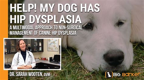 Help My Dog Has Hip Dysplasia Big Barker