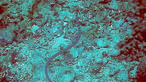 Black and white banded sea krait, indonesia. Black-banded Sea Krait - "OCEAN TREASURES" Memorial Library