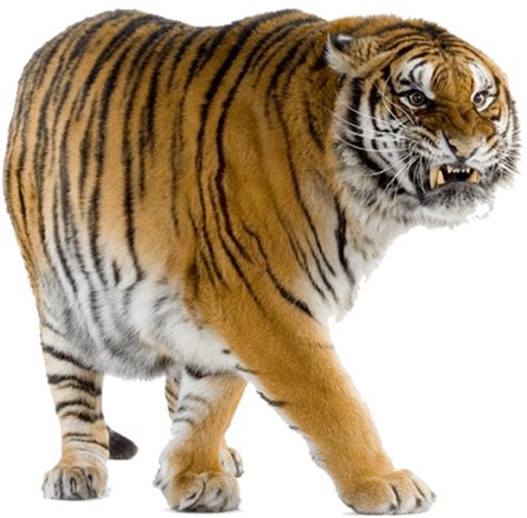 Tiger Png Hd Isolated Png Mart