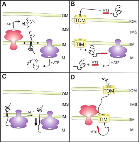 Hedin, on the presence of a proteolytic enzyme in the normal serum of the ox, in the journal of physiology, volume 30, number 2. Versatile functions of AAA proteases within mitochondria ...