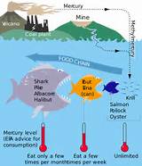 Pictures of How Much Fish Oil