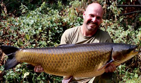 Grass Carp Is The Biggest Caught By An Angler In Britain