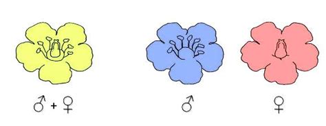 Flowers have both female and male reproductive parts. Flower Anatomy