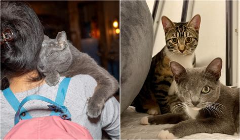 A purr-fect match: Cat adoption story wins Brooklyn Bridge Animal