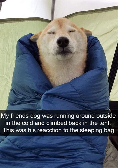 10 Hilarious Dog Snapchats That Are Impawsible Not To Laugh At New